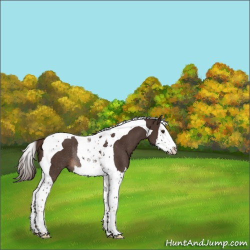 Horse Color:Liver Chestnut Splash Tobiano Rabicano 