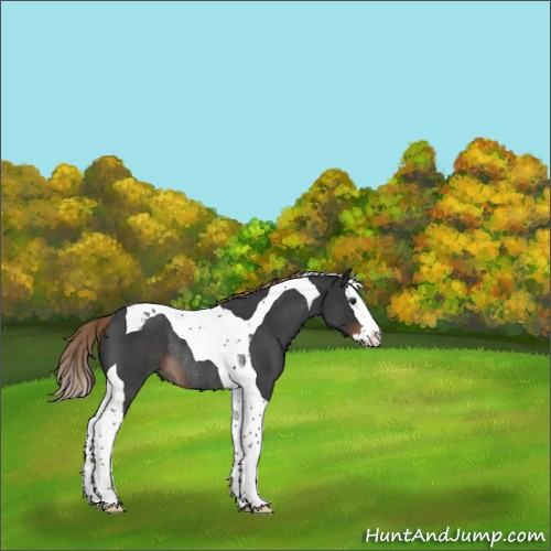 Horse Color:Liver Red Roan Splash Tobiano Rabicano 