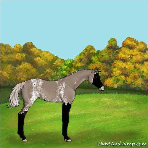 Horse Color:White Spotted Silver Grullo Splash 