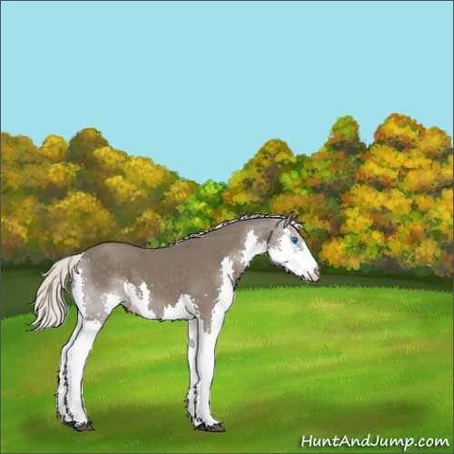 Horse Color:Silver Black Splash Appaloosa 