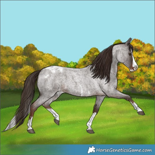 Horse Color:Liver Red Roan Sabino Splash Appaloosa 