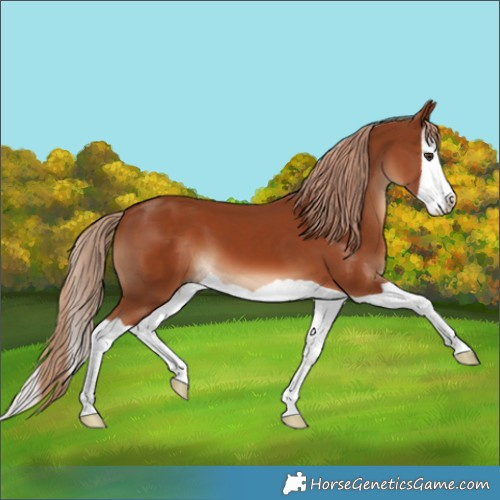 Horse Color:Chestnut Splash 