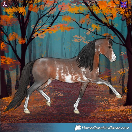 Horse Color:Bay Sabino 