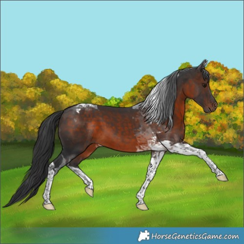 Horse Color:Brown Tobiano 