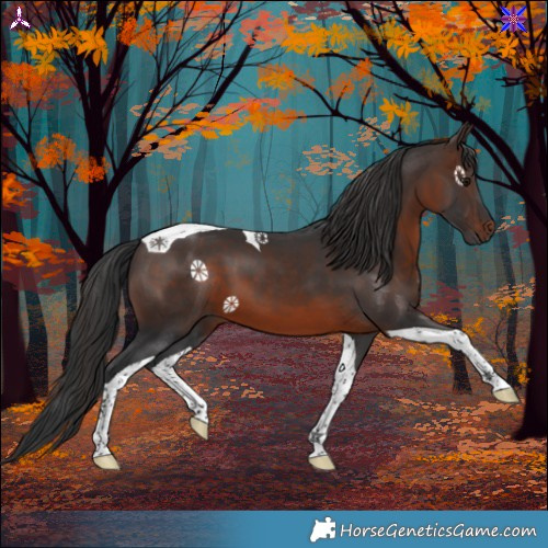 Horse Color:Brown Tobiano 
