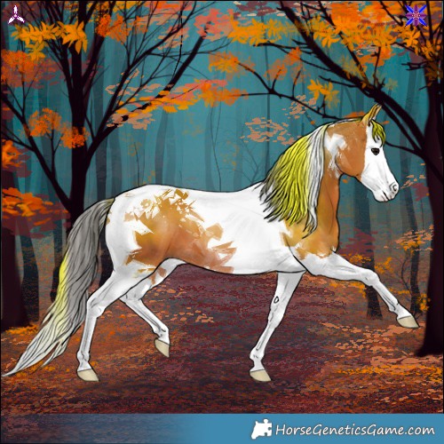 Horse Color:Bay Splash Tobiano 