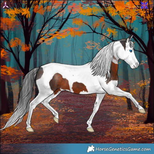 Horse Color:Brown Splash Tobiano 