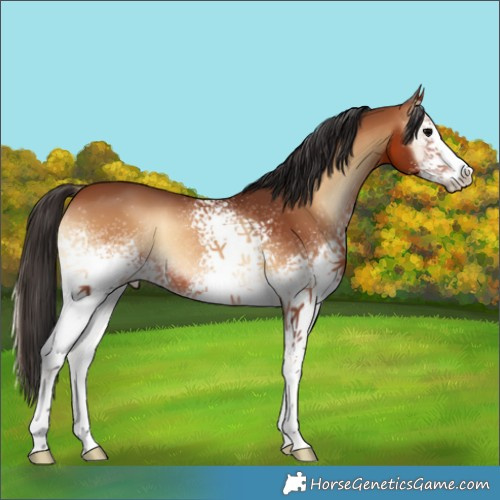 Horse Color:White Spotted Bay Onyx 