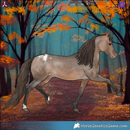 Horse Color:Bay Dun Appaloosa 