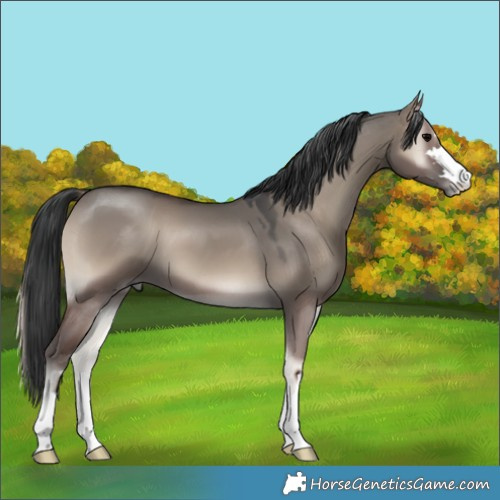 Horse Color:Grullo Onyx 