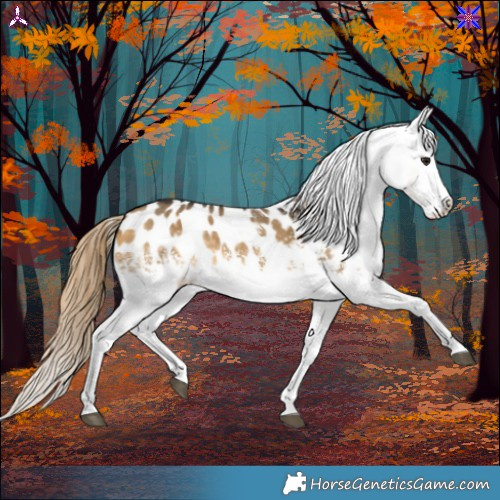 Horse Color:White Spotted Buckskin Dun Appaloosa 