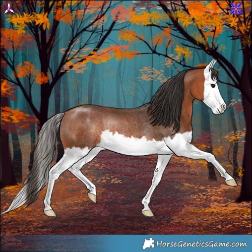 Horse Color:Bay Splash Rabicano 