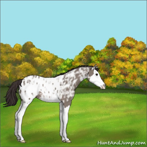 Horse Color:Brown Ice Dun Splash Appaloosa 