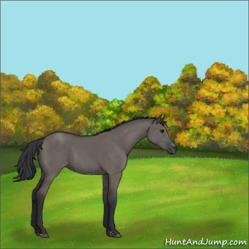 Horse Color:Grullo Sabino 