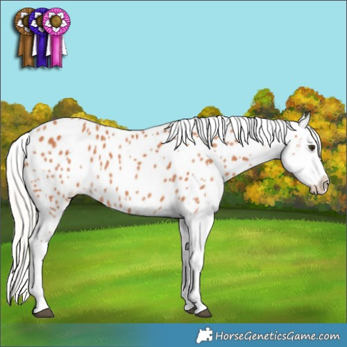 Horse Color:Silver Bay Sabino Appaloosa 
