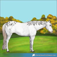 Horse Color:Grullo Sabino Appaloosa Rabicano 