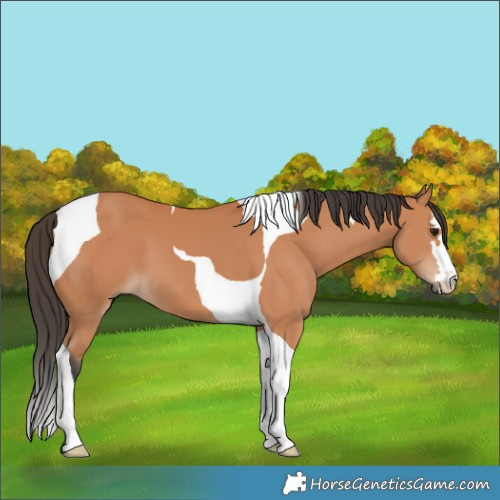 Horse Color:Bay Tobiano 