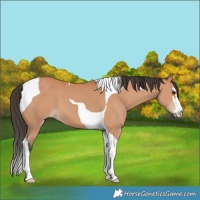 Horse Color:Bay Tobiano