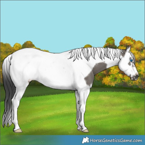 Horse Color:Grullo Splash Tobiano Frame 