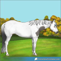 Horse Color:Grullo Splash Tobiano Frame 