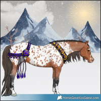 Horse Color:Bay Appaloosa 