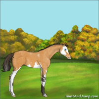 Horse Color:Buckskin Roan Splash 