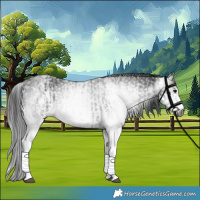 Horse Color:Gray White Spotted Black  and Gray White Spotted Black 