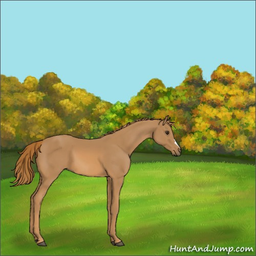 Horse Color:Chestnut 