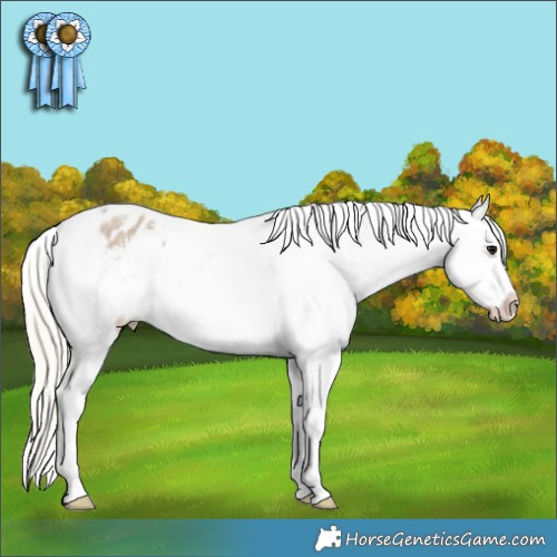 Horse Color:Silver Grullo Sabino Tobiano Appaloosa 