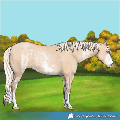 Horse Color:Silver Bay Pearl Dun Sabino 