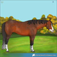 Horse Color:Bay Splash 