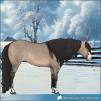 Horse Color:Bay Dun Appaloosa 