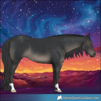 Horse Color:Black 
