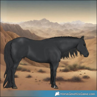 Horse Color:Black 
