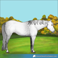 Horse Color:Gray Black
