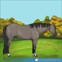 Horse Color:Grullo