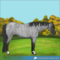 Horse Color:Blue Roan 