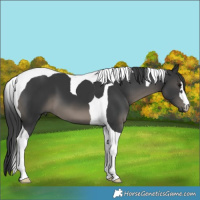 Horse Color:Black Tobiano 