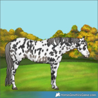Horse Color:Black Leopard 