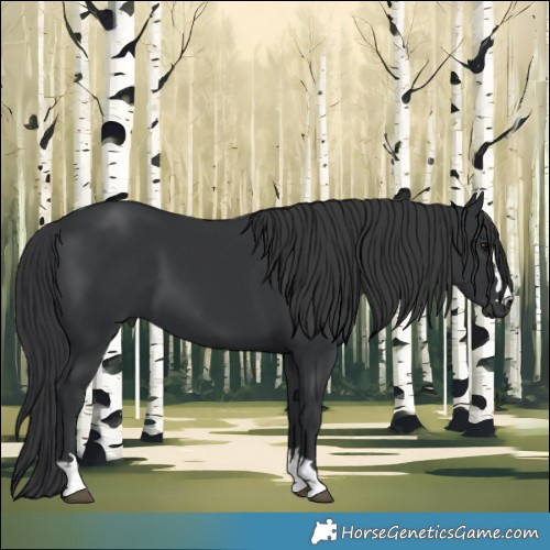 Horse Color:Black 