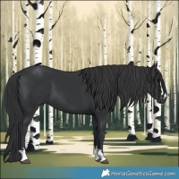 Horse Color:Black 
