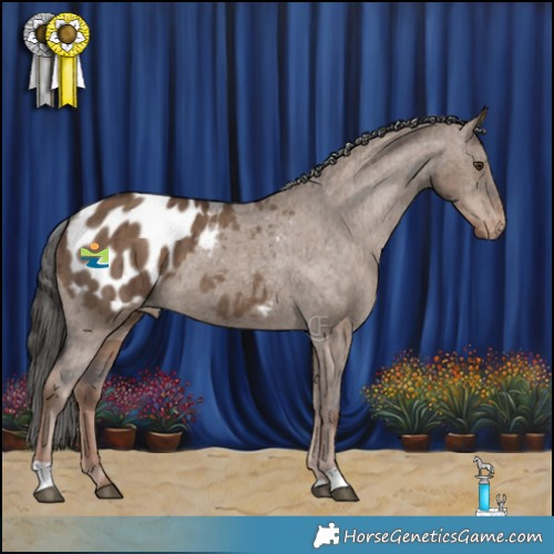 Horse Color:Liver Red Dun Appaloosa Brindle 