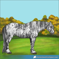 Horse Color:Black  and Gray Black 