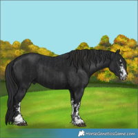 Horse Color:Black  and Gray Black 