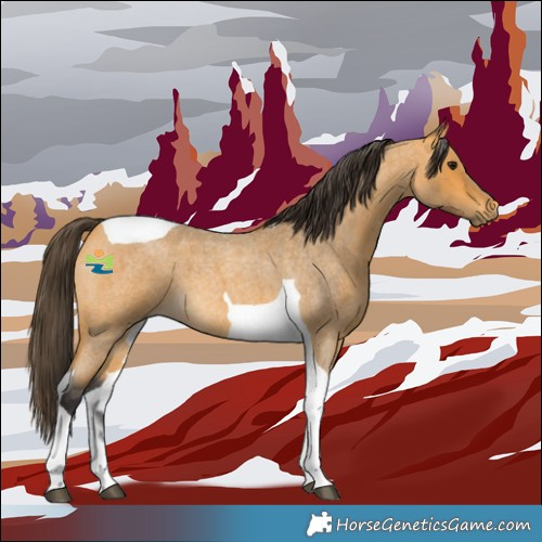 Horse Color:Buckskin Roan Tobiano 