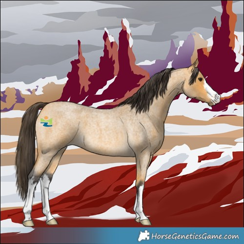 Horse Color:White Spotted Buckskin Roan 