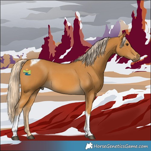 Horse Color:White Spotted Palomino Tobiano 