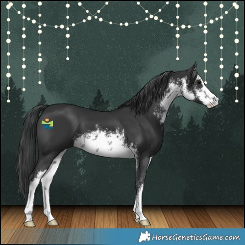 Horse Color:White Spotted Black 