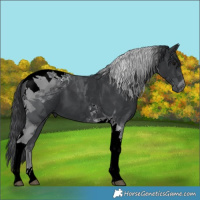 Horse Color:Black Tobiano 