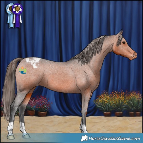 Horse Color:Bay Appaloosa 